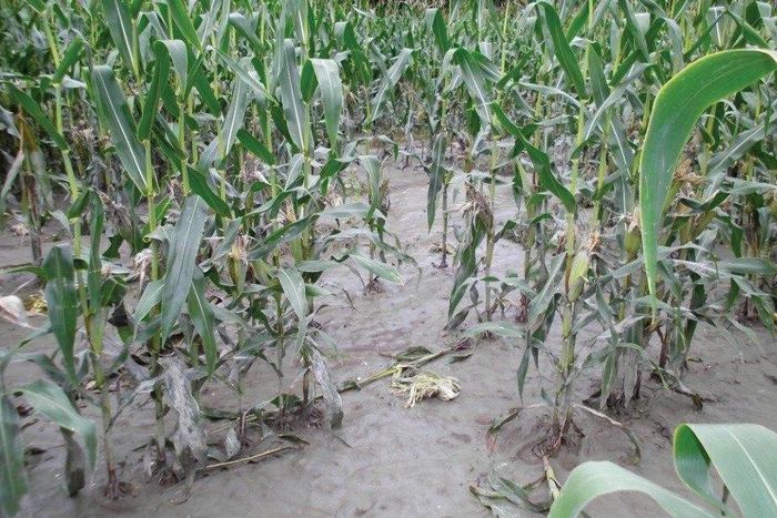 ___7167050___https:______static.pulse.com.gh___webservice___escenic___binary___7167050___2017___8___18___13___file6wapnzs91yu10meaoi3e