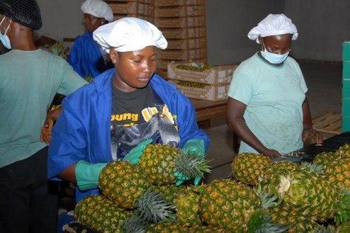 Cutting up your pineapple just got easier.