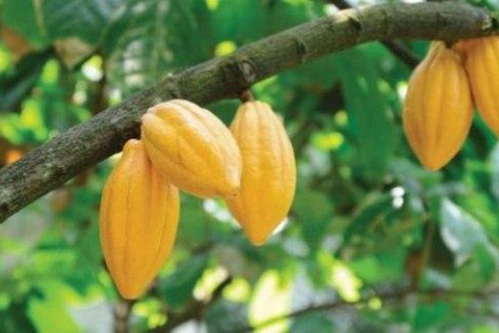 ___6851580___https:______static.pulse.com.gh___webservice___escenic___binary___6851580___2017___6___16___16___file6veexf2c0z4i5eai93z