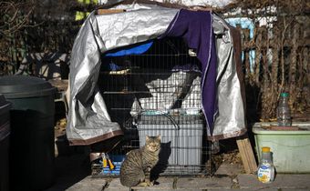 Got Mice? Time for a Working Cat