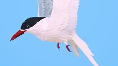 ___7110389___https:______static.pulse.com.gh___webservice___escenic___binary___7110389___2017___8___7___18___Bird+art