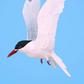 ___7110389___https:______static.pulse.com.gh___webservice___escenic___binary___7110389___2017___8___7___18___Bird+art