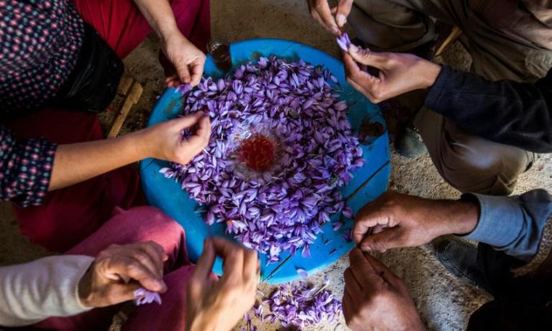Saffron farmers in southern Morocco are proud of the coveted spice they produce