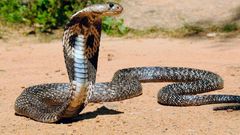 Woman forced to breastfeed 3 snakes belonging to ex-husband's family