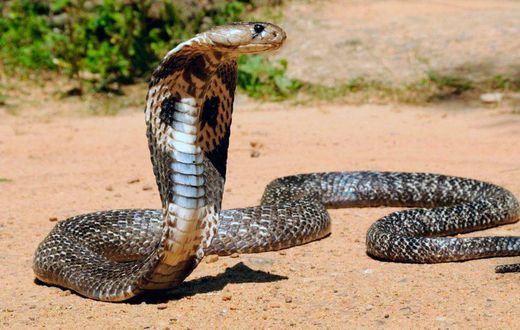 Woman forced to breastfeed 3 snakes belonging to ex-husband's family