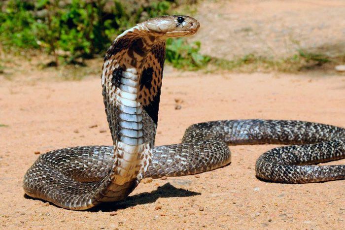 Woman forced to breastfeed 3 snakes belonging to ex-husband's family