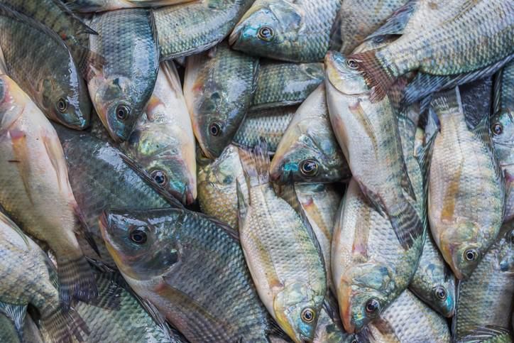 tilapia-