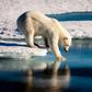 Persistent heat records have rattled the fragile Arctic for each of the past five years, a record-long warming streak, said the 2018 Arctic Report Card, released by the National Oceanic and Atmospheric Administration