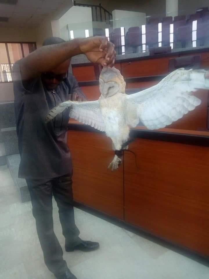 Dead owl found in speaker of parliament’s seat