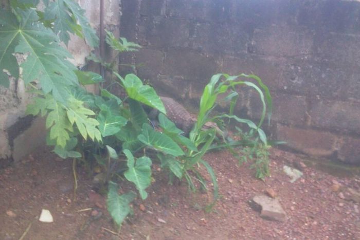 ___6934067___https:______static.pulse.com.gh___webservice___escenic___binary___6934067___2017___7___3___10___5fd2eb38-007c-444d-b81b-2c598a534a35