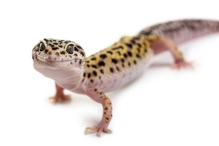 ___7179551___https:______static.pulse.com.gh___webservice___escenic___binary___7179551___2017___8___21___14___file6wc9rlygn0m1121lxi39