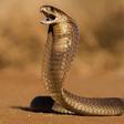 cobra home invasion