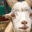 The teenager has reportedly had sex with a goat on two occasions.