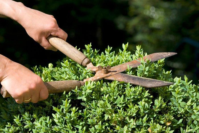 injury grooming pubic area