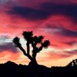 Sprawling Joshua Tree National Park in California is getting a big hand from shutdown volunteers