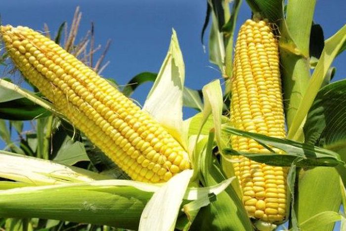 ___6899601___https:______static.pulse.com.gh___webservice___escenic___binary___6899601___2017___6___26___13___1.11096172