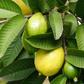 Guava leaves