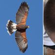 man attacked by hawk jogging