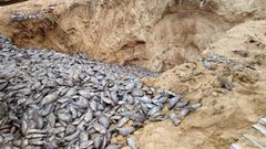 Poisonous Chinese tilapia destroyed
