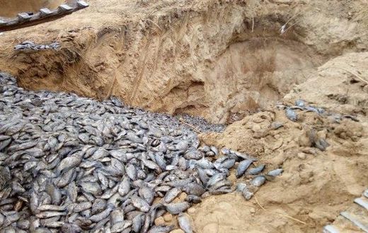 Poisonous Chinese tilapia destroyed