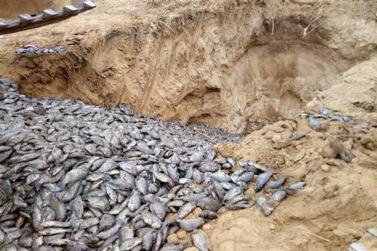 Poisonous Chinese tilapia destroyed
