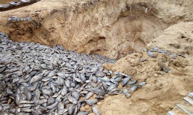 Poisonous Chinese tilapia destroyed