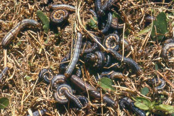 ___7006648___https:______static.pulse.com.gh___webservice___escenic___binary___7006648___2017___7___17___20___armywormsgross