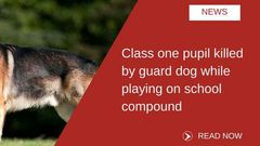 ___6899654___https:______static.pulse.com.gh___webservice___escenic___binary___6899654___2017___6___26___13___dogs