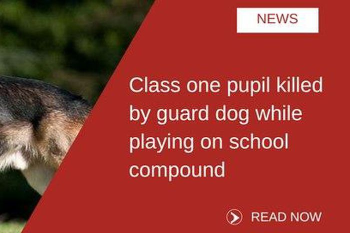 ___6899654___https:______static.pulse.com.gh___webservice___escenic___binary___6899654___2017___6___26___13___dogs