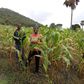 Gabriel Badasu and his daughter Joana Badasu work on a five acre farm near Ho