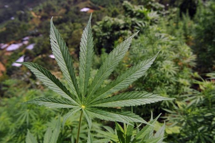 Several countries have decriminalised the use of cannabis, and some have legalised its use