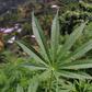 Several countries have decriminalised the use of cannabis, and some have legalised its use