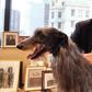 President Trump bans eating of dogs and cat in U.S.