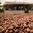 Ghana Cocoa Beans