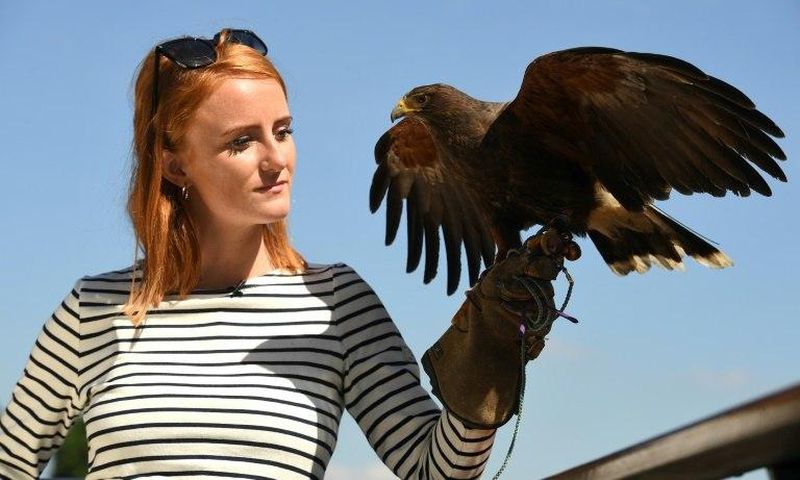 Weighing just one pound, six ounces (625 grammes), Rufus the Harris hawk has been training at the All England Club in southwest London since he was 16 weeks old