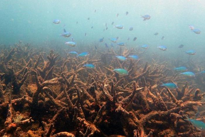 Swathes of coral died or were damaged by back-to-back bleaching in 2016 and 2017 in Australia's Great Barrier Reef, shown here in a handout photo from the ARC Centre of Excellence for Coral Reef Studies
