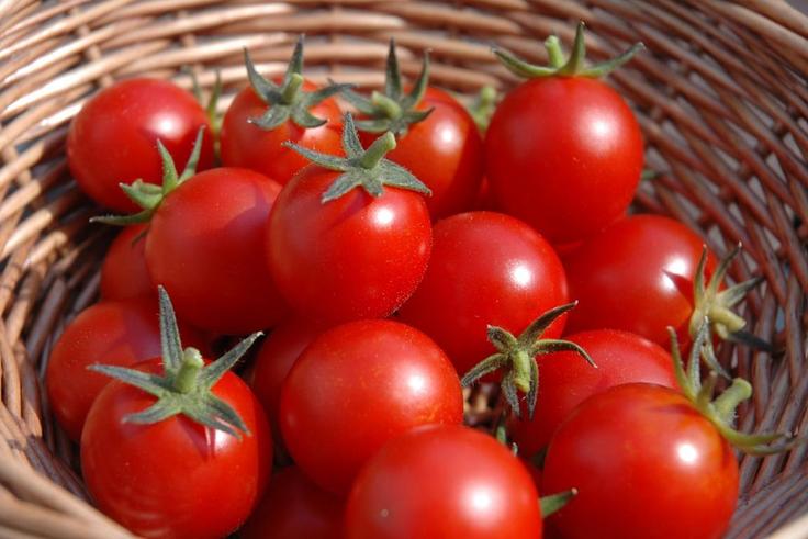 Fresh tomatoes