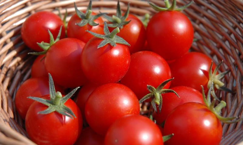 Fresh tomatoes