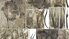 Feathers and Fur Fly Over Pterosaur Fossil Finding