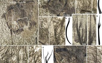 Feathers and Fur Fly Over Pterosaur Fossil Finding