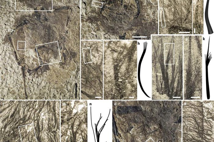 Feathers and Fur Fly Over Pterosaur Fossil Finding