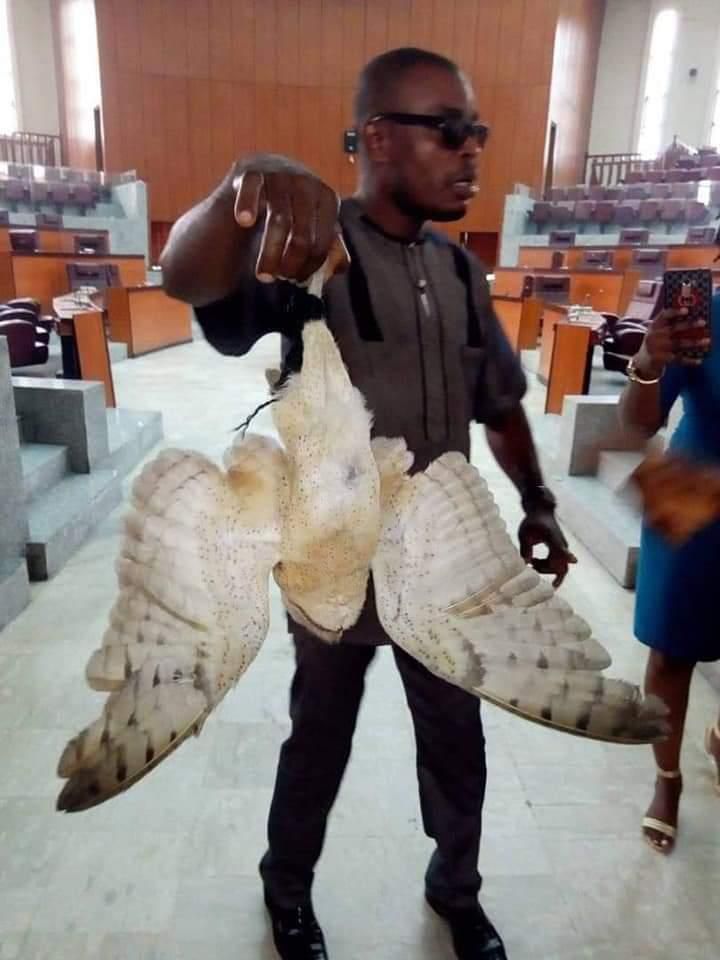 Dead owl found in speaker of parliament’s seat