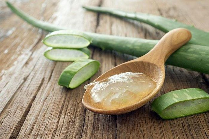 Aloe Vera and its gel