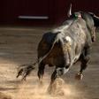 Bullfighting is banned in most of France but is allowed in some southern regions where it is protected as part of local traditions