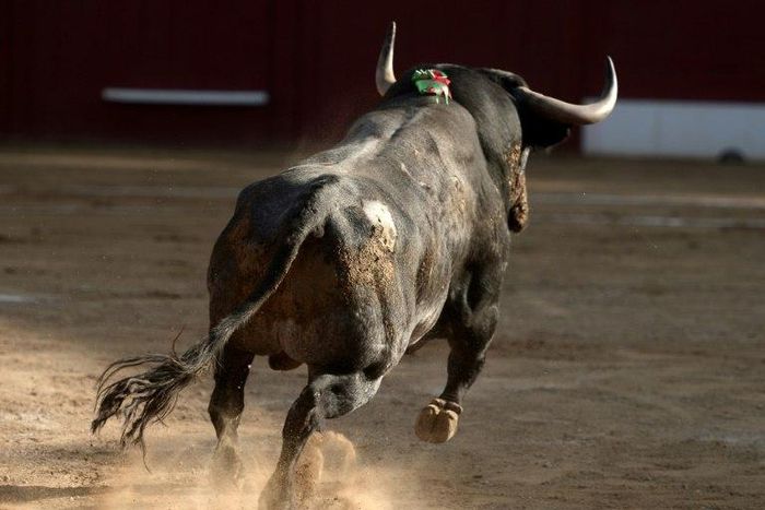 Bullfighting is banned in most of France but is allowed in some southern regions where it is protected as part of local traditions