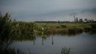Trump Plan Would Weaken Rules Protecting Wetlands From Pollutants