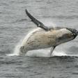 Japan has put a halt to its most provocative whaling -- annual expeditions to the Antarctic