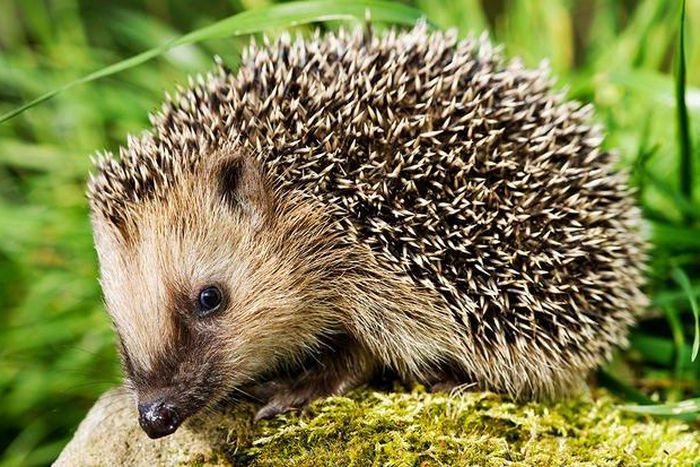 ___7063470___https:______static.pulse.com.gh___webservice___escenic___binary___7063470___2017___7___28___12___hedgehogs-want-you-take-prediabetes-test