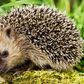 ___7063470___https:______static.pulse.com.gh___webservice___escenic___binary___7063470___2017___7___28___12___hedgehogs-want-you-take-prediabetes-test