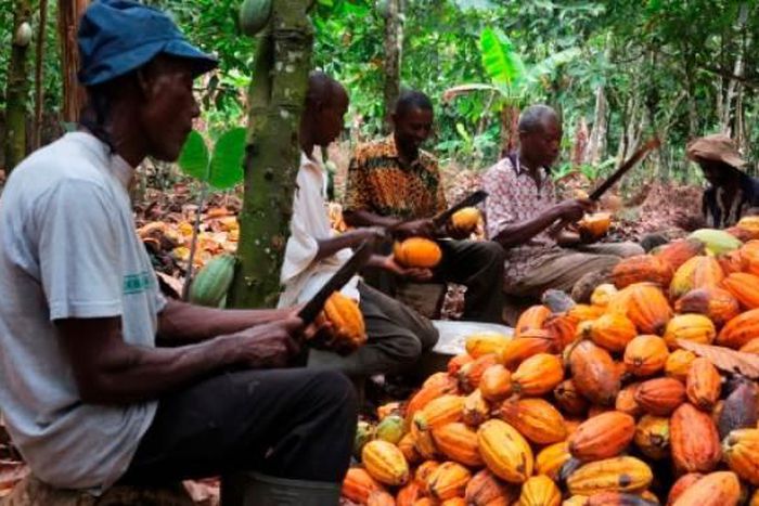 ___6870139___https:______static.pulse.com.gh___webservice___escenic___binary___6870139___2017___6___20___18___cocoa-production